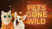 «Pets gone wild»: 3+ lanciert tierisch gute Unterhaltungsserie für die ganze Familie