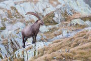 Geschichten von Überlebenskünstlerinnen aus den Alpen